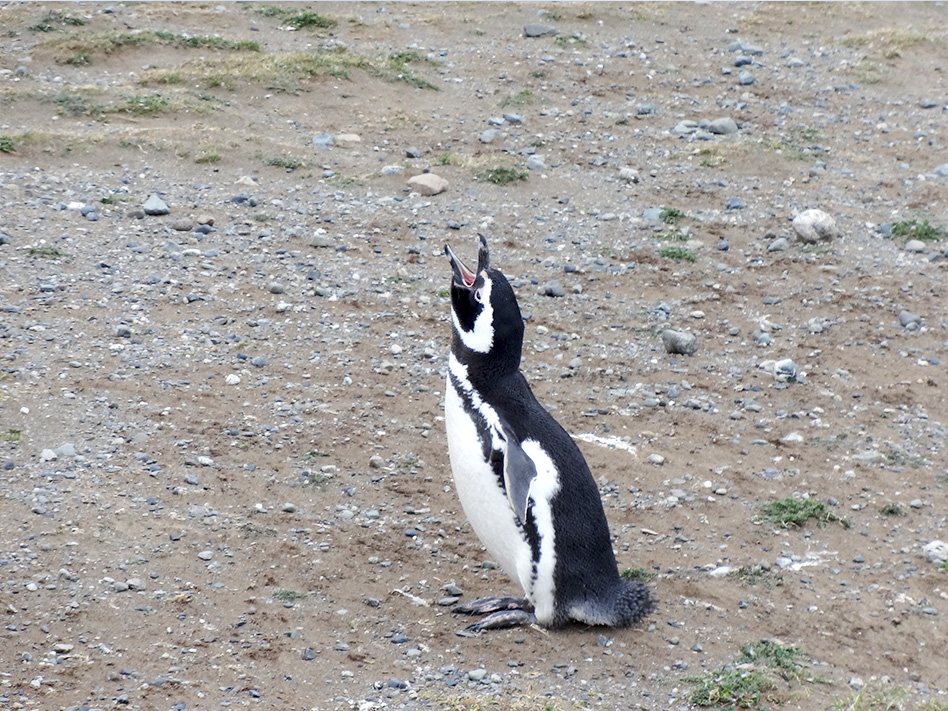 penguins_isla_magdelena2