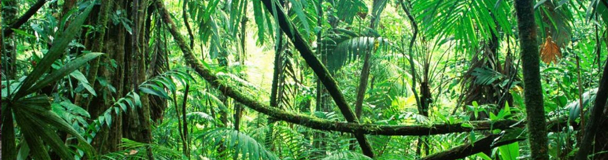 amazonian jungle bolivia information